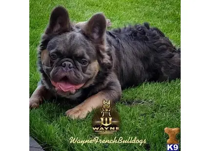 French Bulldog